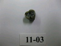 藏品(獼猴齒)的圖片